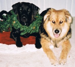 christmas 2001 (2)